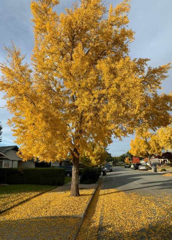 銀杏（Ginkgo biloba）：圖片 3