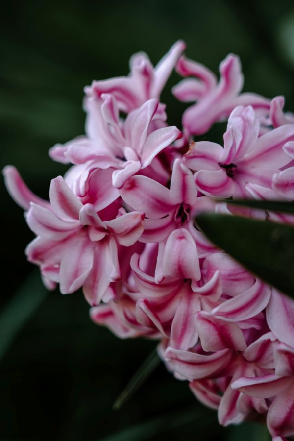 風信子（Hyacinthus orientalis）