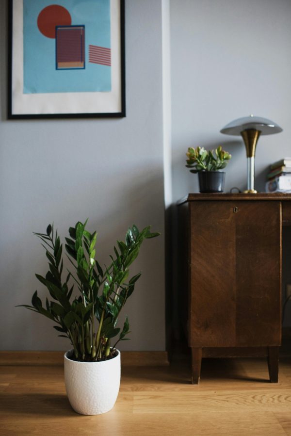 美鐵芋（金錢樹、Zamioculcas zamiifolia）：圖片 2