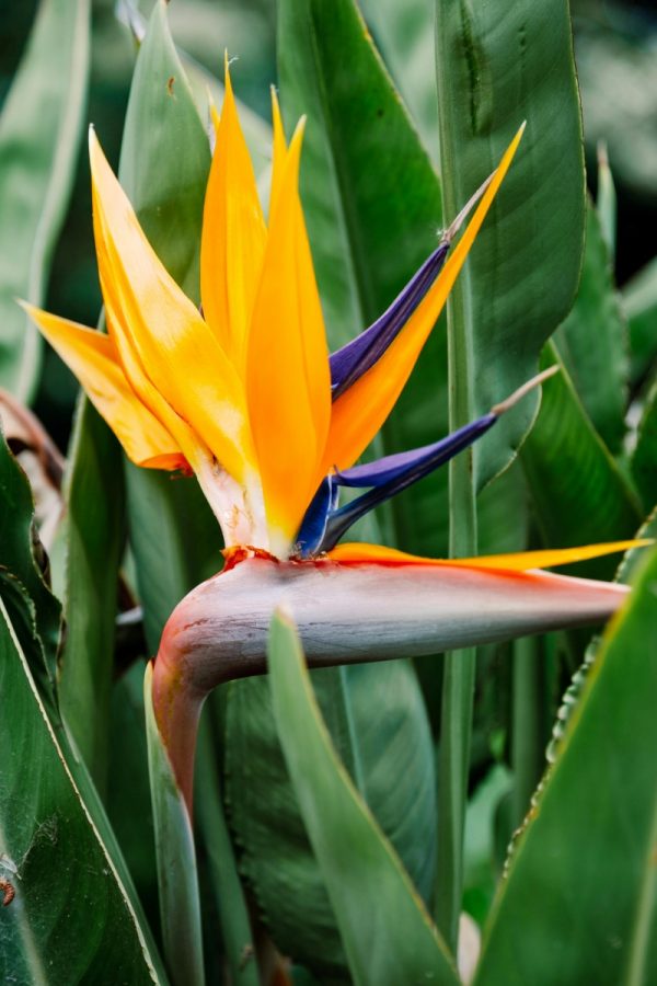 天堂鳥（Strelitzia reginae）