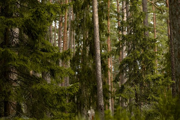雲杉（Picea spp.）：圖片 4
