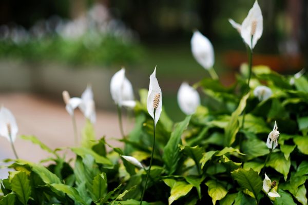 白鶴芋（白掌、Spathiphyllum）：圖片 4