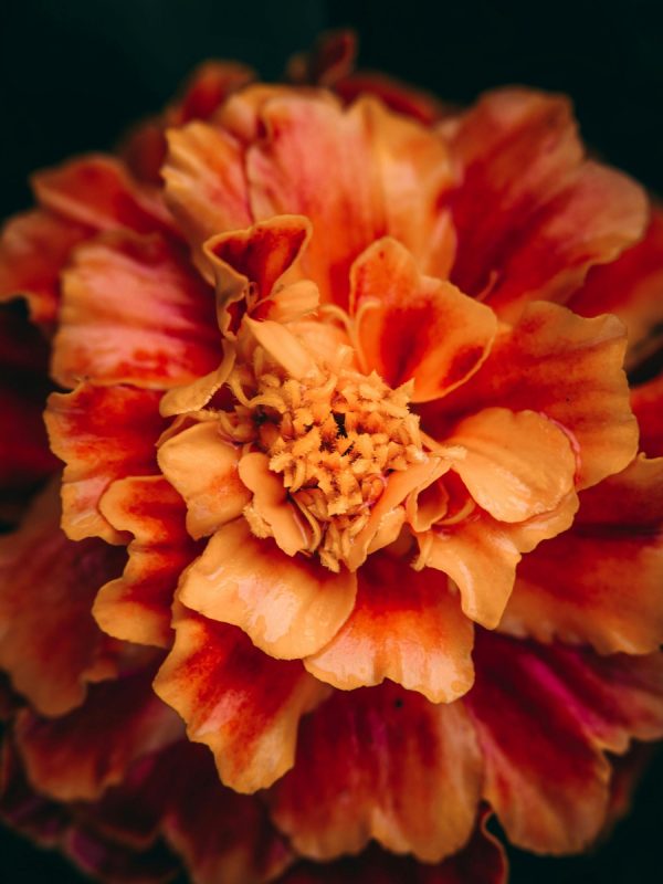 金盞花（Tagetes spp.）