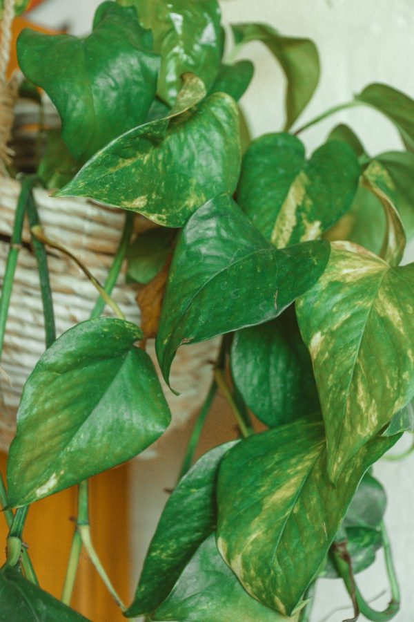 黃金葛（綠蘿、Epipremnum aureum）：圖片 4