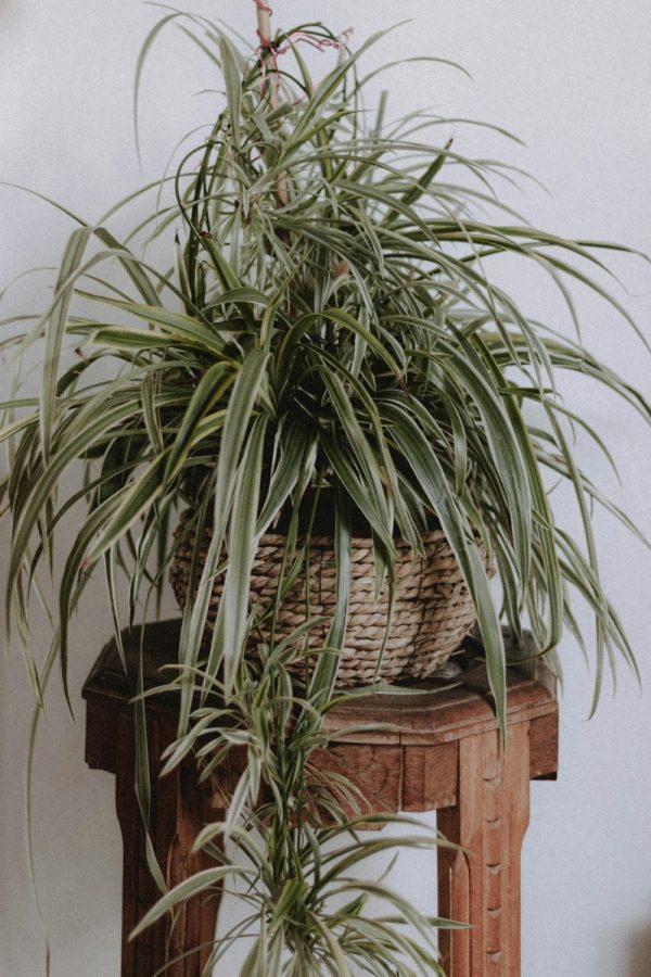 吊蘭（千葉吊蘭、Chlorophytum comosum）：圖片 4