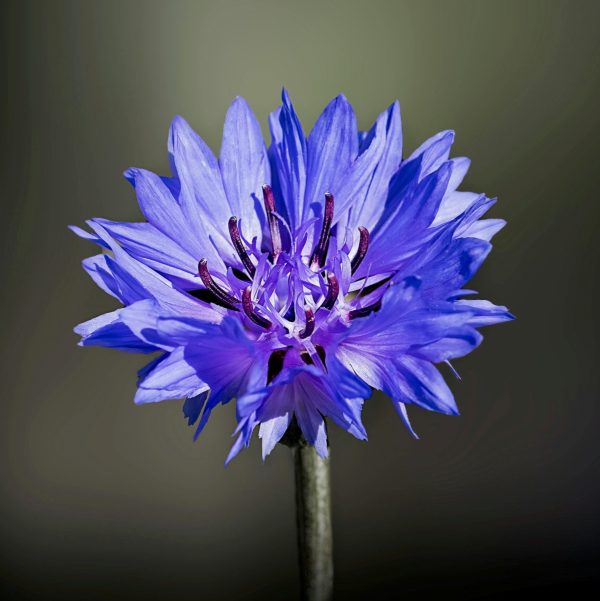 矢車菊（藍盆花、Centaurea cyanus）