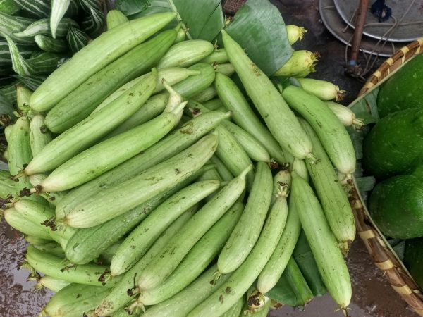 絲瓜（Luffa cylindrica）：圖片 4