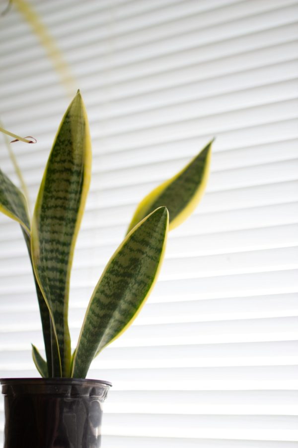 虎尾蘭（Sansevieria trifasciata）