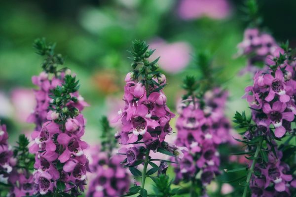天使花（Angelonia spp.）：圖片 2