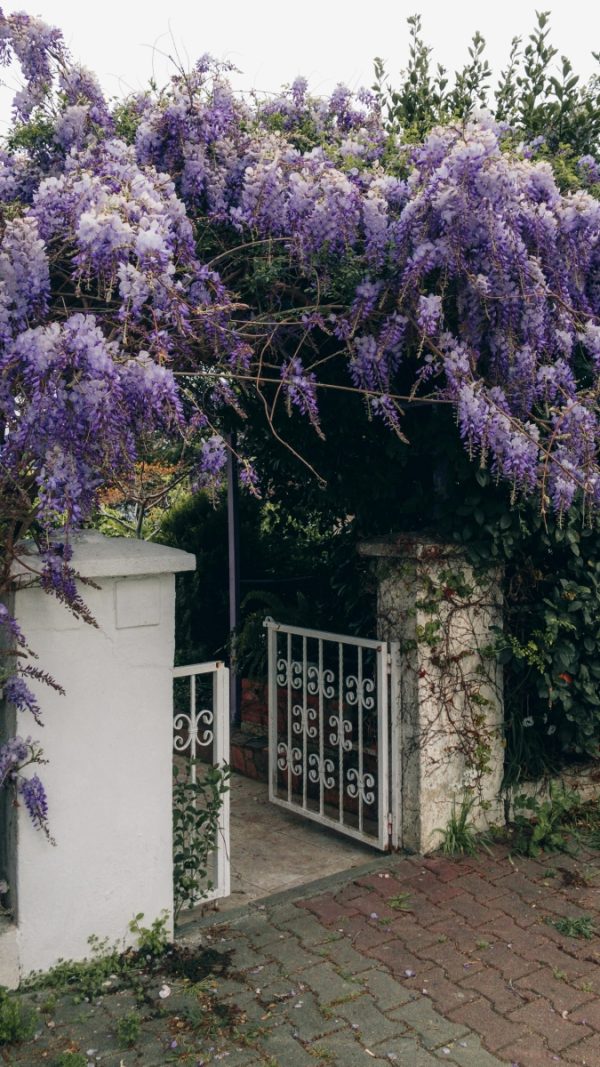 紫藤（紫藤花、Wisteria sinensis）：圖片 3
