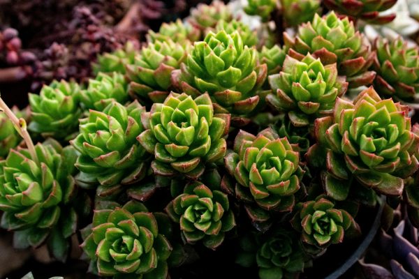 石蓮花（Echeveria paraguayense）：圖片 2
