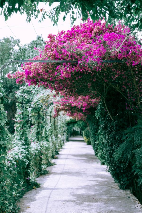 九重葛（三角梅、Bougainvillea）：圖片 4