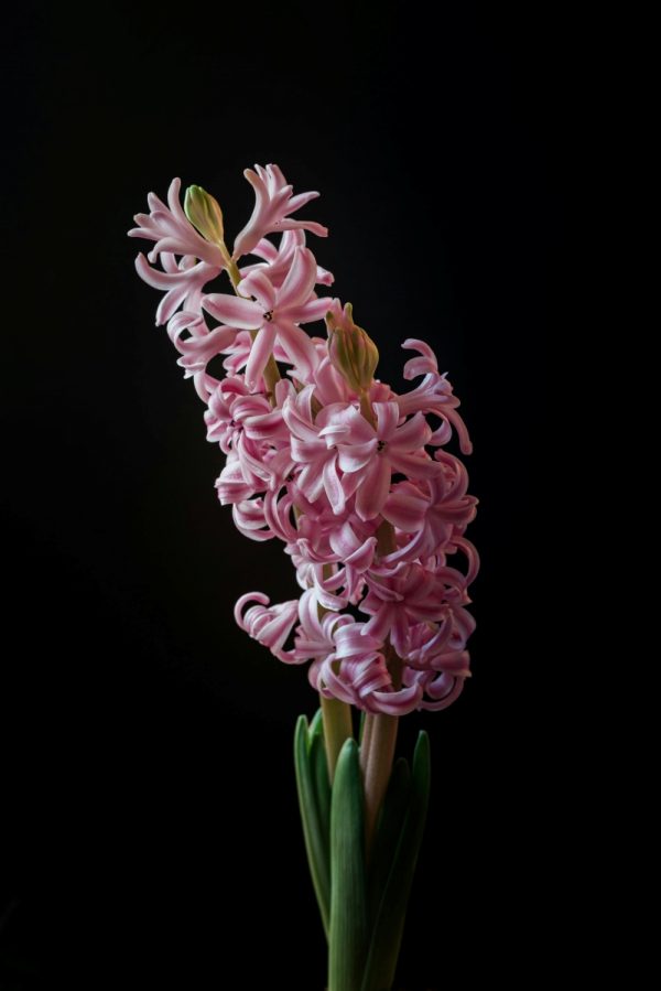 風信子（Hyacinthus orientalis）：圖片 2