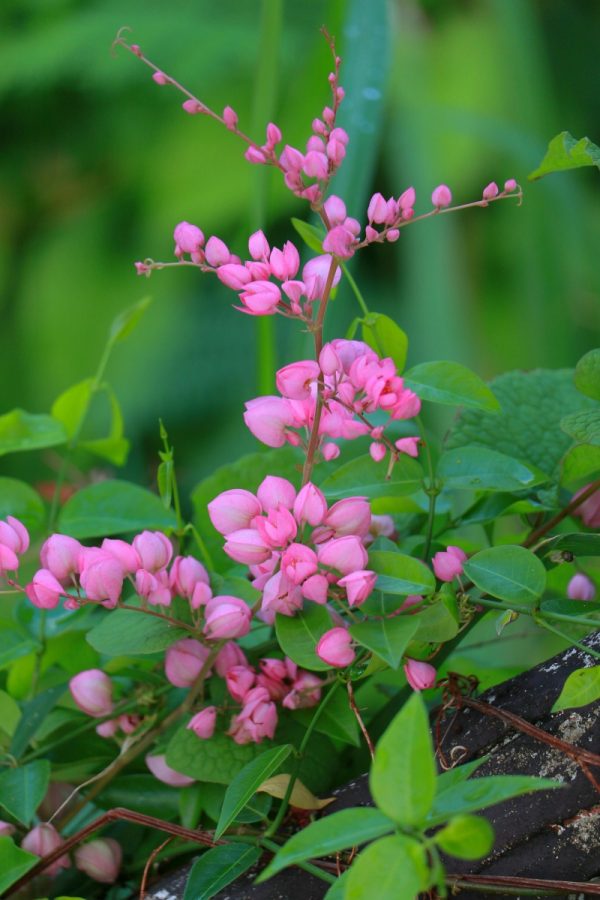 珊瑚藤（Antigonon leptopus）