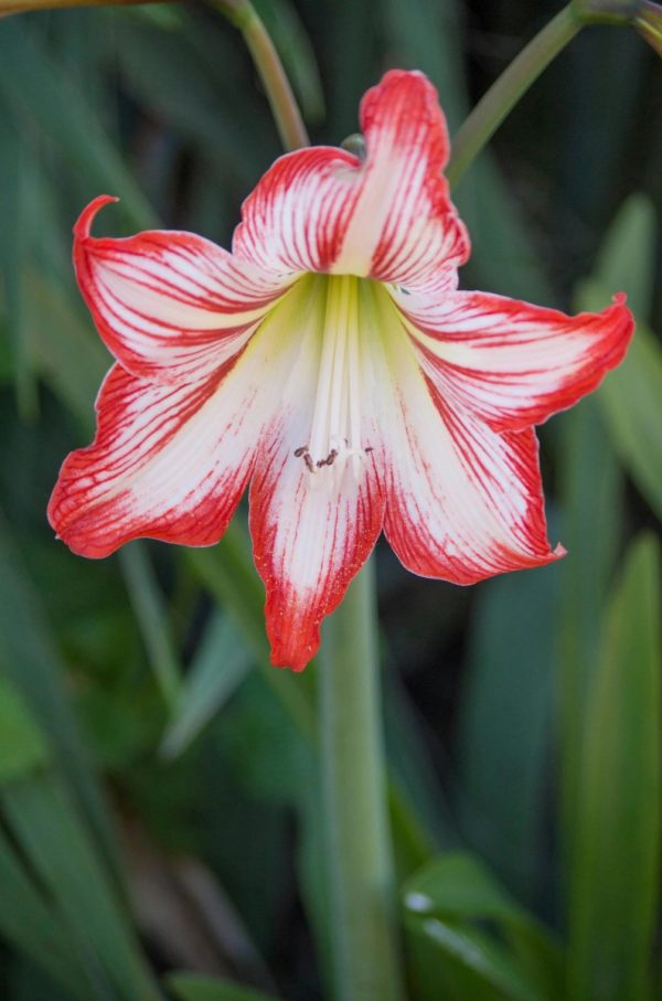 孤挺花 （Amaryllis）