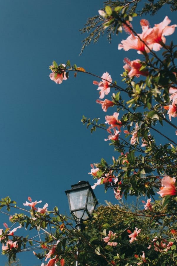 朱槿（扶桑、Hibiscus rosa-sinensis）：圖片 2