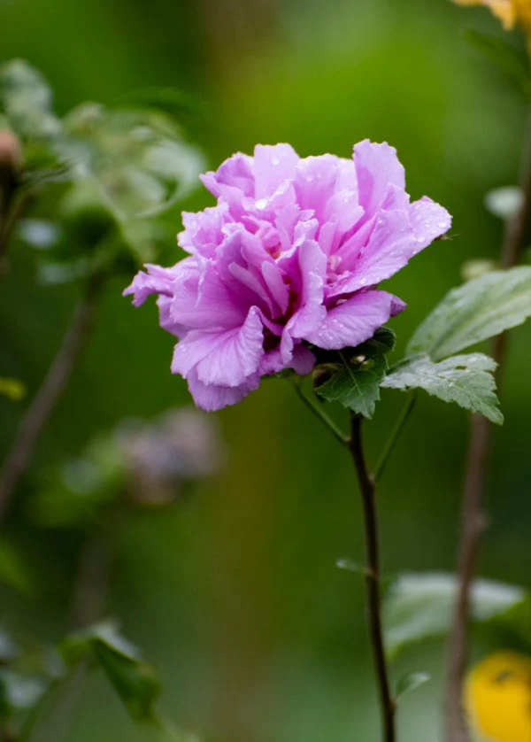 木芙蓉（木槿、Hibiscus syriacus）