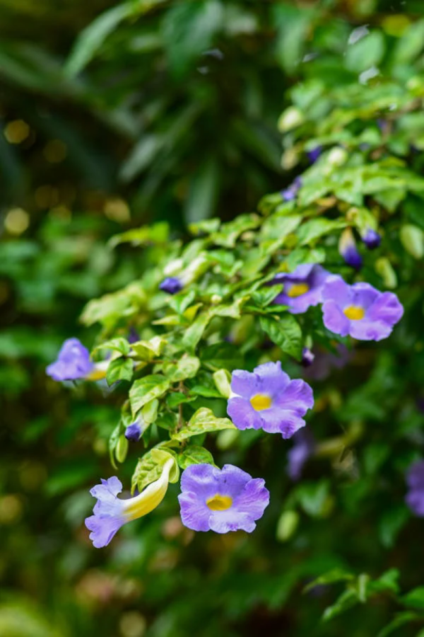大鄧伯花（Thunbergia grandiflora）：圖片 4