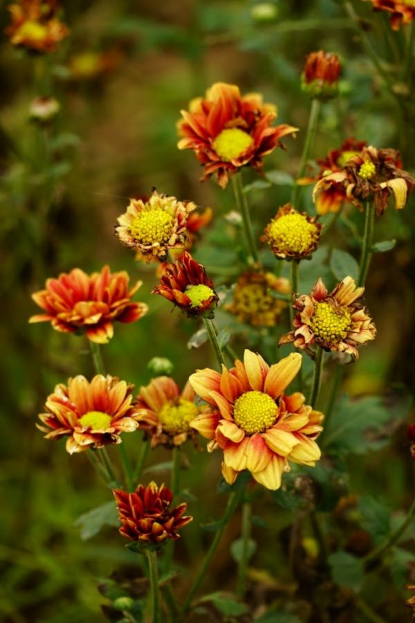 小菊（Chrysanthemum indicum）：圖片 2