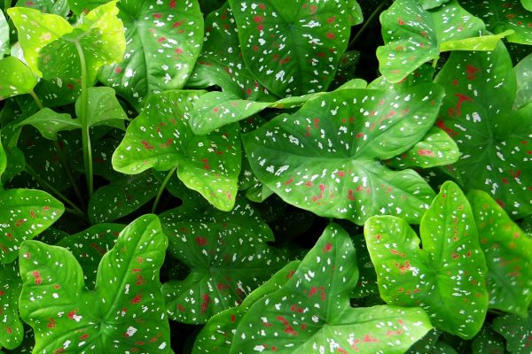 彩葉芋（Caladium bicolor）：圖片 4