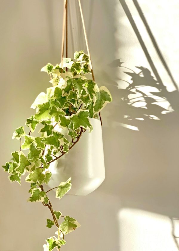 常春藤（Hedera helix）：圖片 3