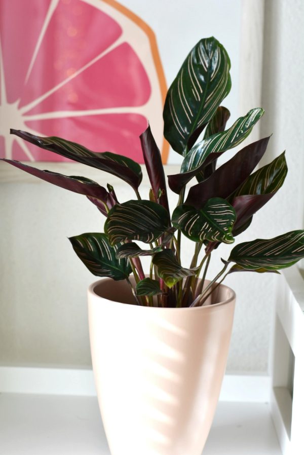孔雀竹芋（Calathea makoyana）：圖片 3