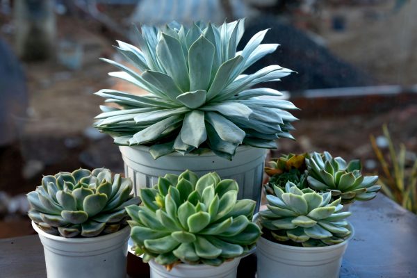 石蓮花（Echeveria paraguayense）：圖片 3