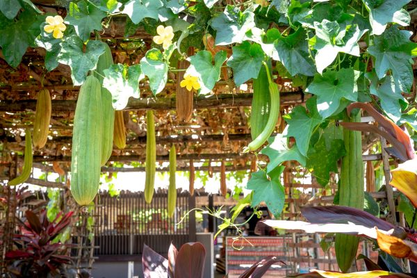 絲瓜（Luffa cylindrica）：圖片 3