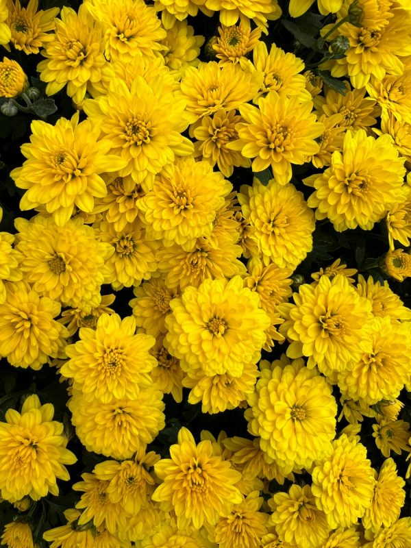 杭菊（Chrysanthemum morifolium）：圖片 4