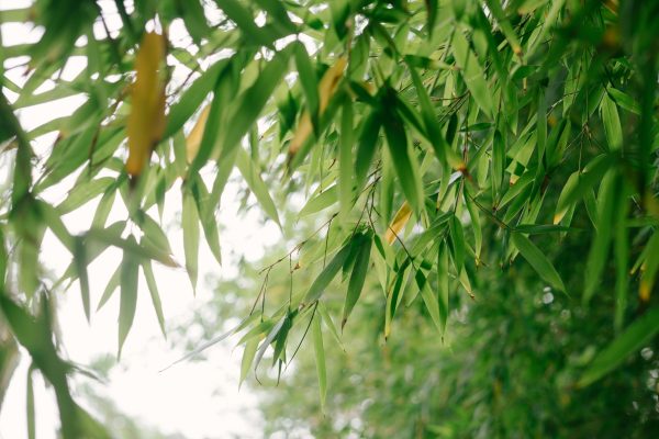竹子（bamboo）：圖片 2
