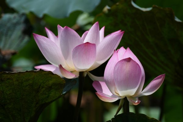 荷花（Nelumbo nucifera）