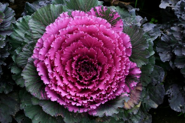 甘藍菜（Brassica oleracea）：圖片 3