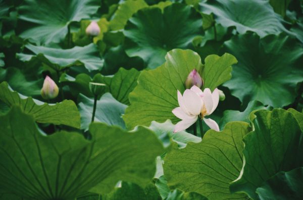 荷花（Nelumbo nucifera）：圖片 4