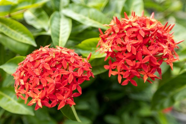 大王仙丹花（Ixora chinensis）：圖片 2