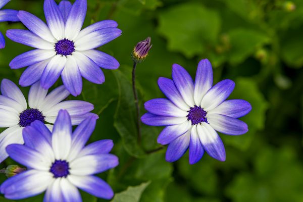 瓜葉菊（Pericallis × hybrida）：圖片 2