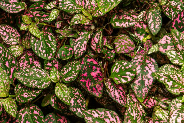 嫣紅蔓（Hypoestes phyllostachya）：圖片 4