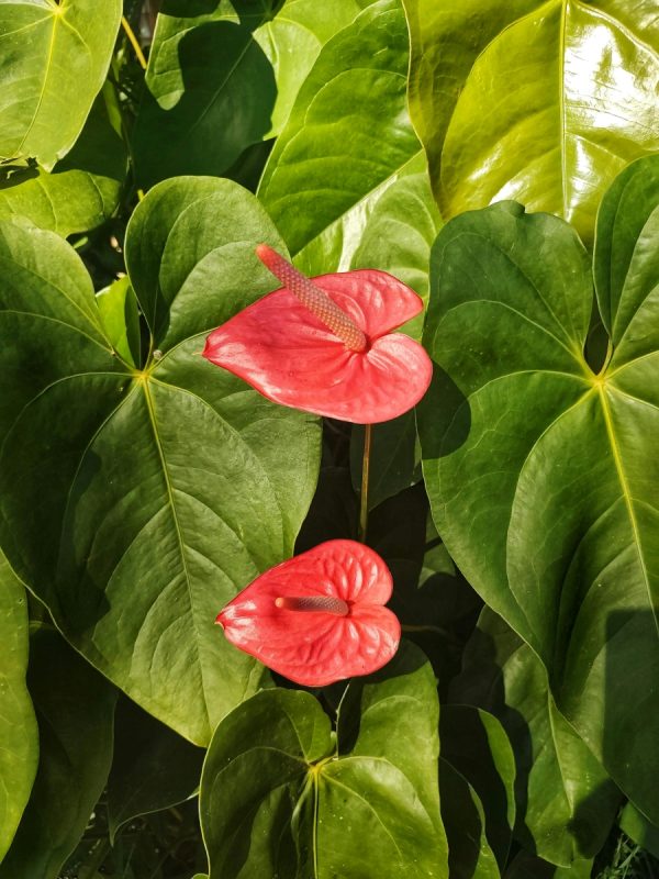 火鶴花（紅掌、Anthurium andraeanum）：圖片 2