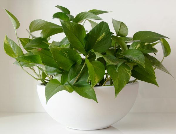 黃金葛（綠蘿、Epipremnum aureum）