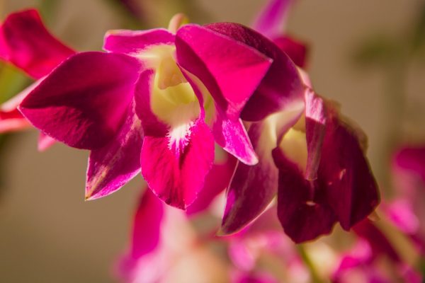 嘉德麗雅蘭（Cattleya spp.）：圖片 2