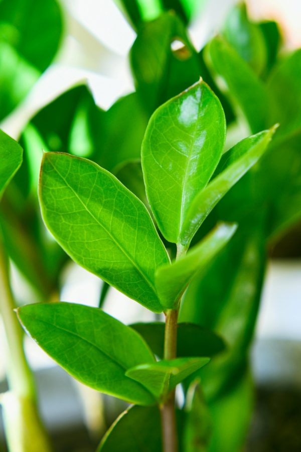 美鐵芋（金錢樹、Zamioculcas zamiifolia）