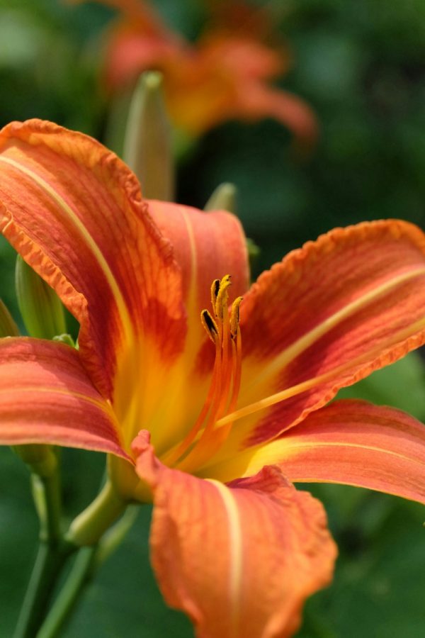 金針花 （黃花菜、 Hemerocallis fulva）：圖片 2