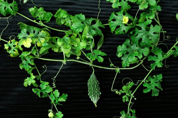山苦瓜（Momordica charantia var. muricata）：圖片 2
