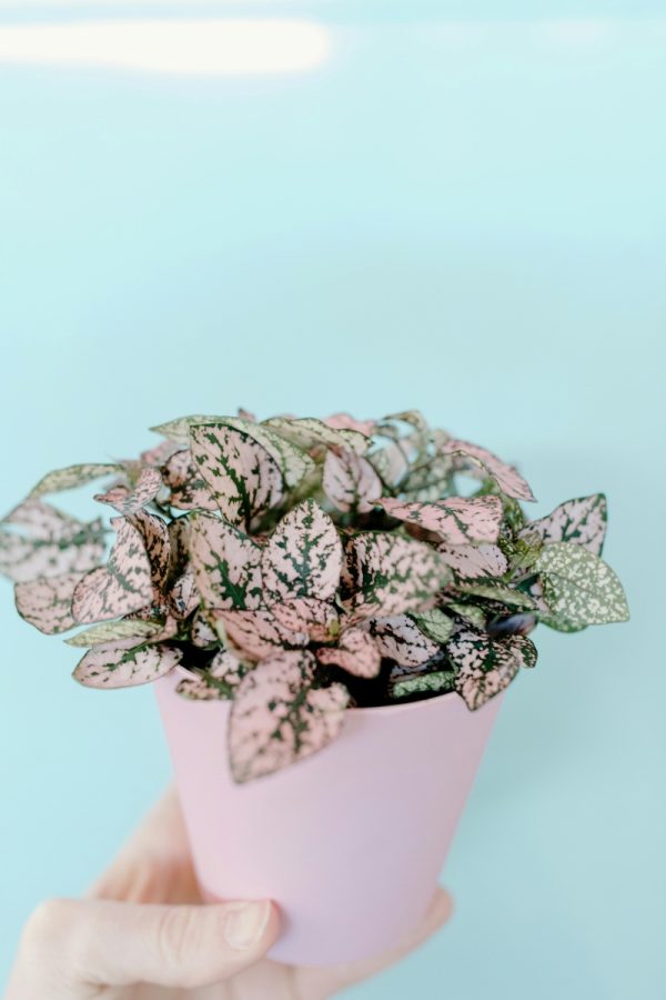 嫣紅蔓（Hypoestes phyllostachya）：圖片 3