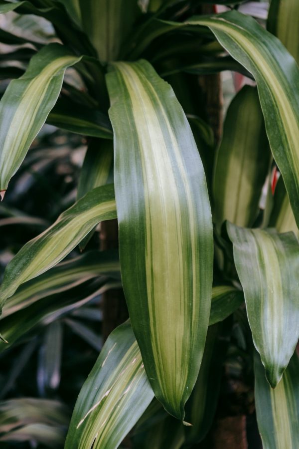 香龍血樹（巴西鐵樹、Dracaena fragrans）