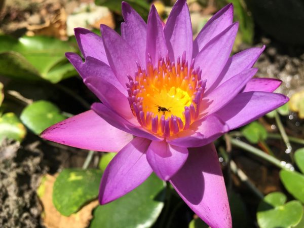 睡蓮（蓮花、Nymphaea spp.）