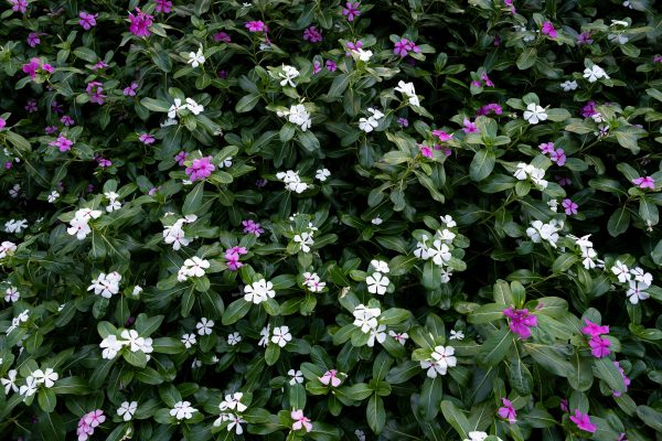 日日春（長春花、Catharanthus roseus）：圖片 4