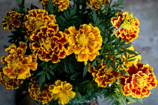 金盞花（Tagetes spp.）：圖片 4