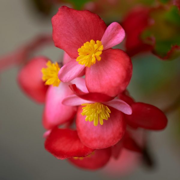 法國秋海棠（大王秋海棠、Begonia rex-cultorum）