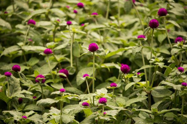 千日紅（Gomphrena globosa）：圖片 4