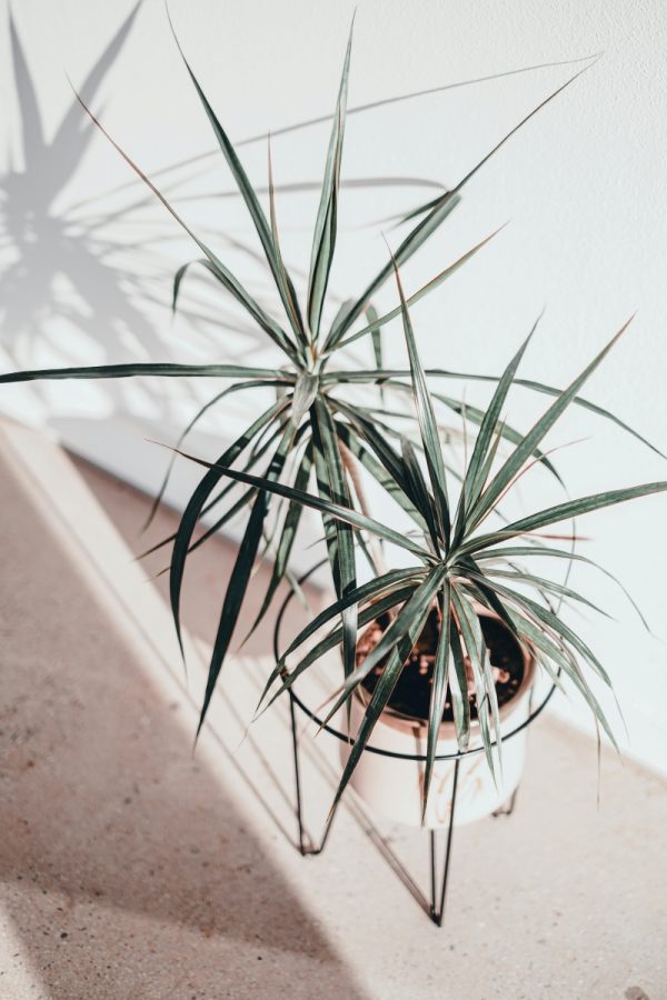 千年木（Dracaena spp.）
